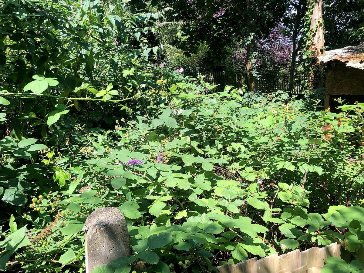 Garden buried under tall brambles
