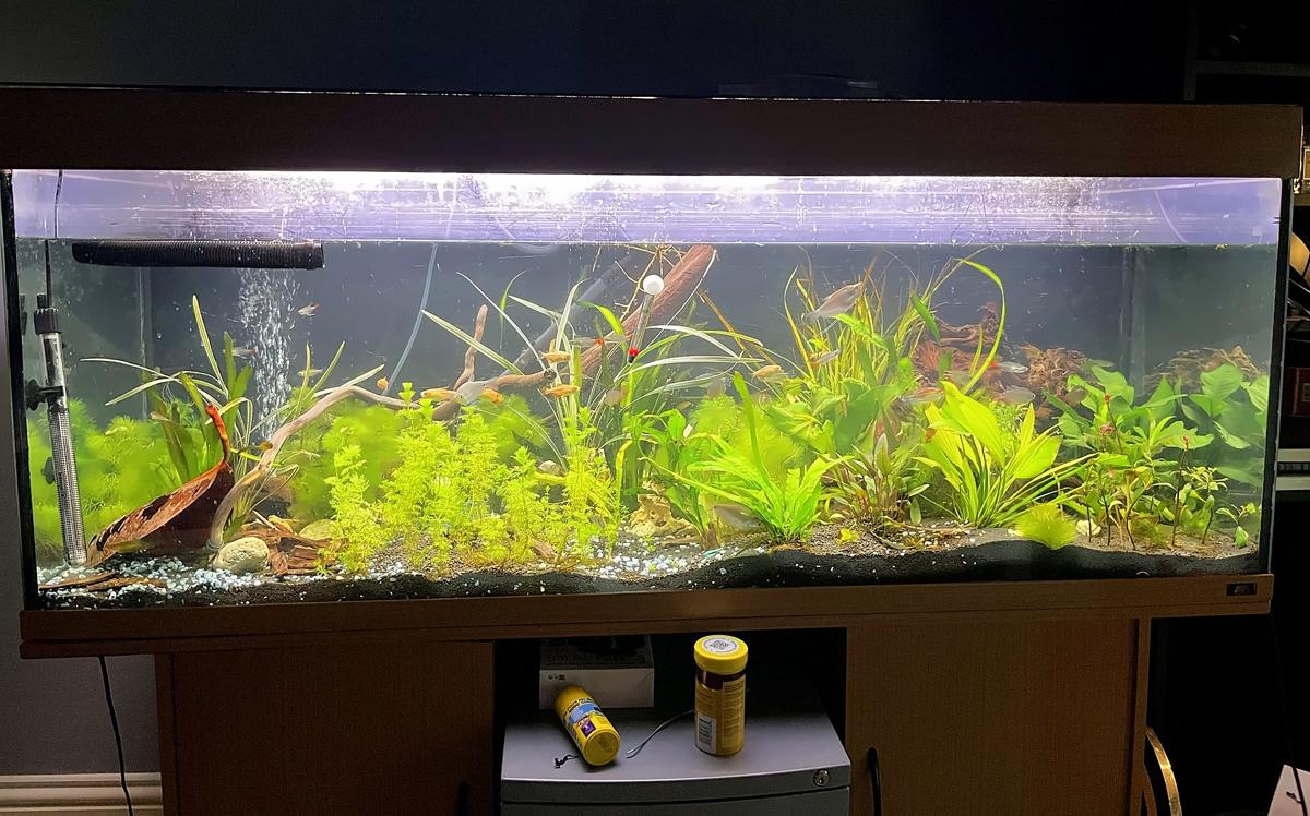 Large planted aquarium