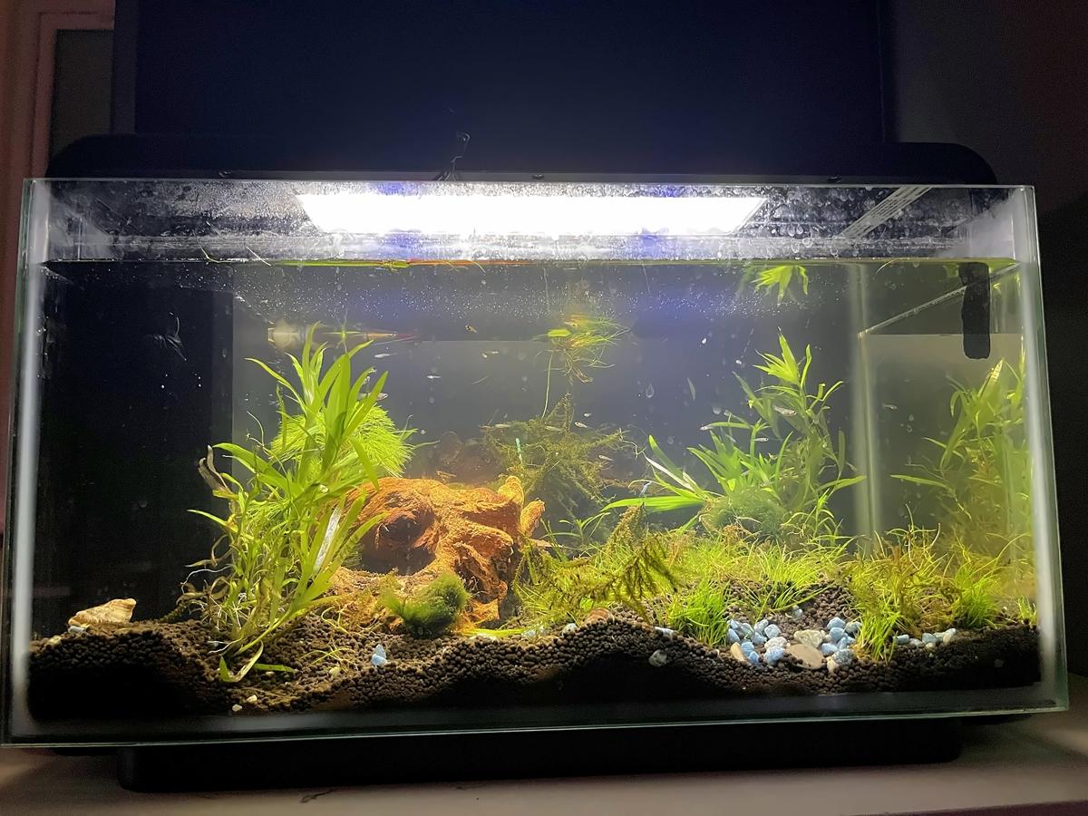 Planted aquascape with driftwood