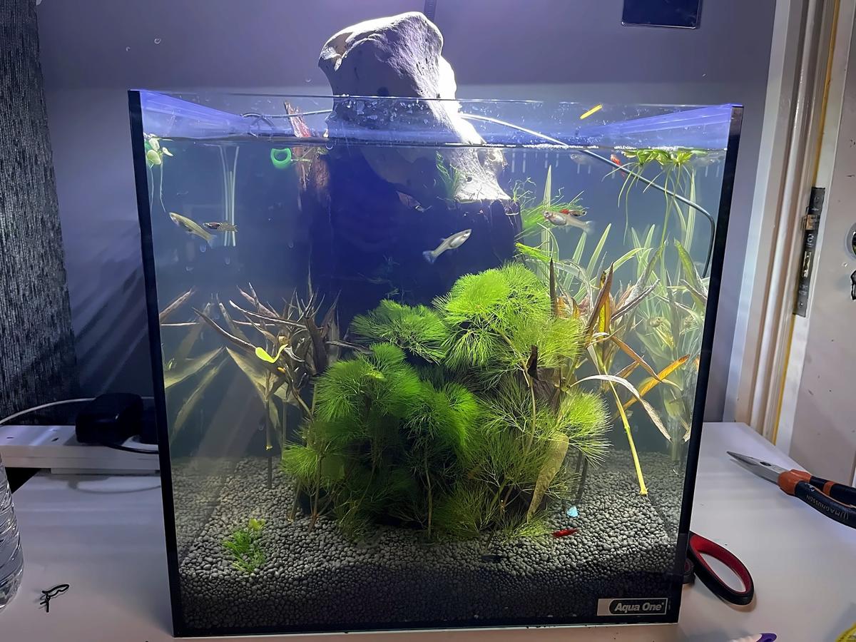 Small planted aquarium