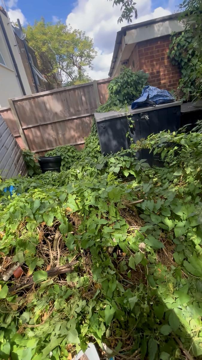 Overgrowth by the storage boxes