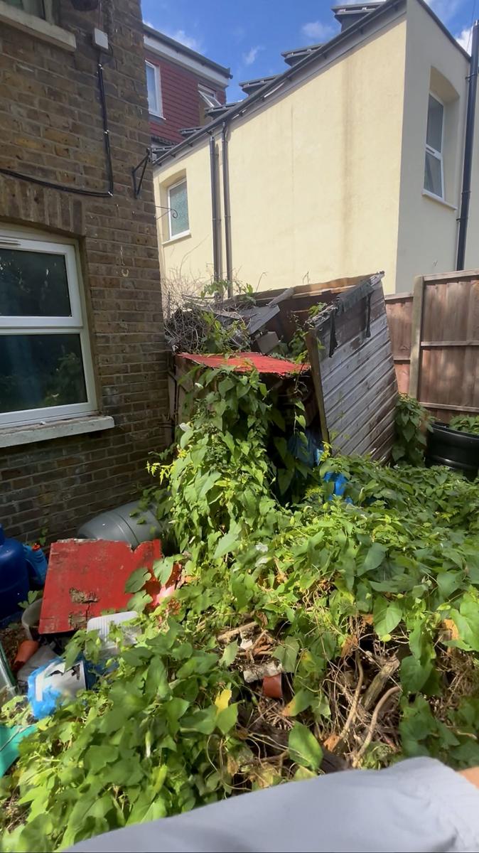 The jungle garden before we started
