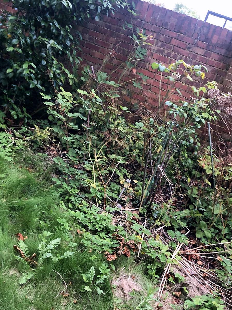 Overgrown border along a low stone wall