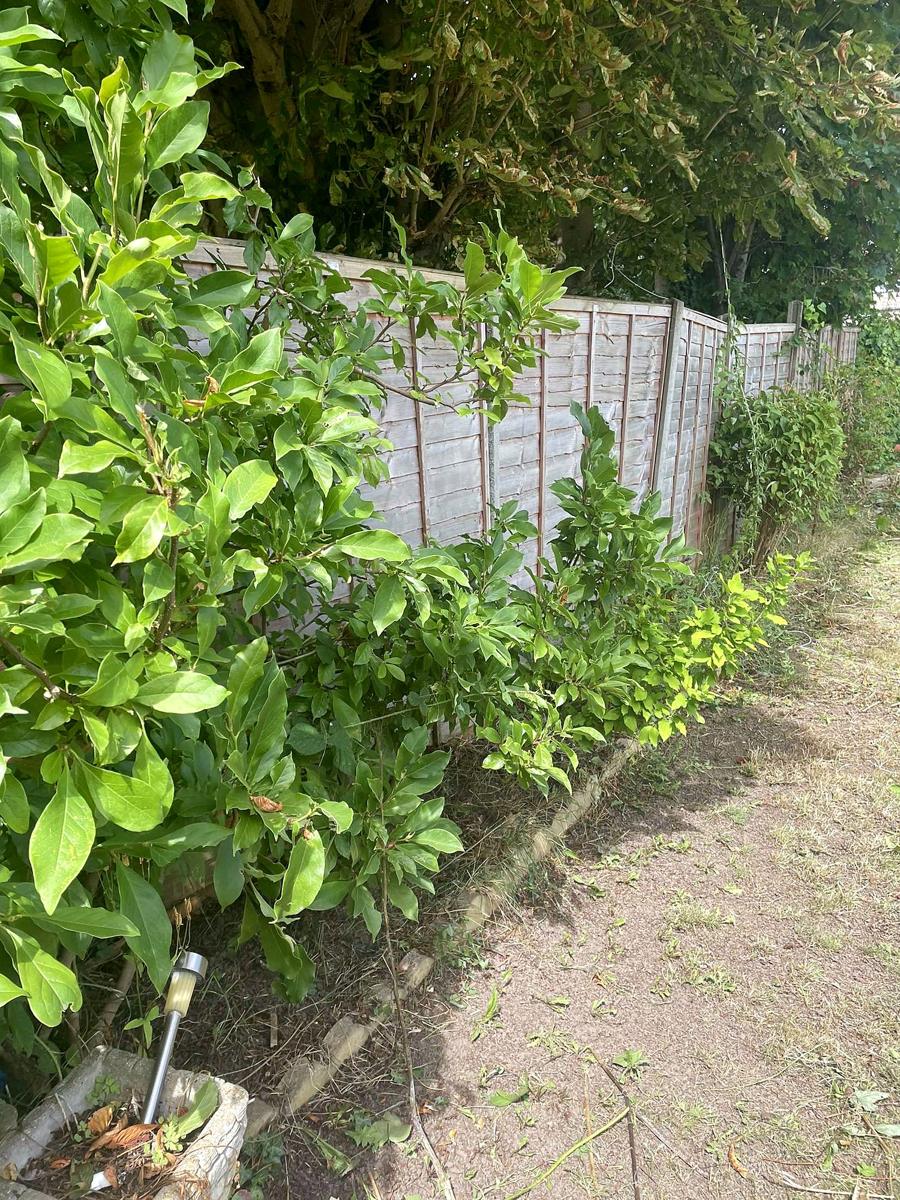 Border along the fence edged and tidied