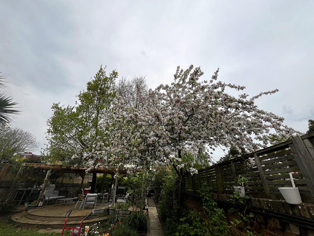 Garden with blossom tree and circular deck