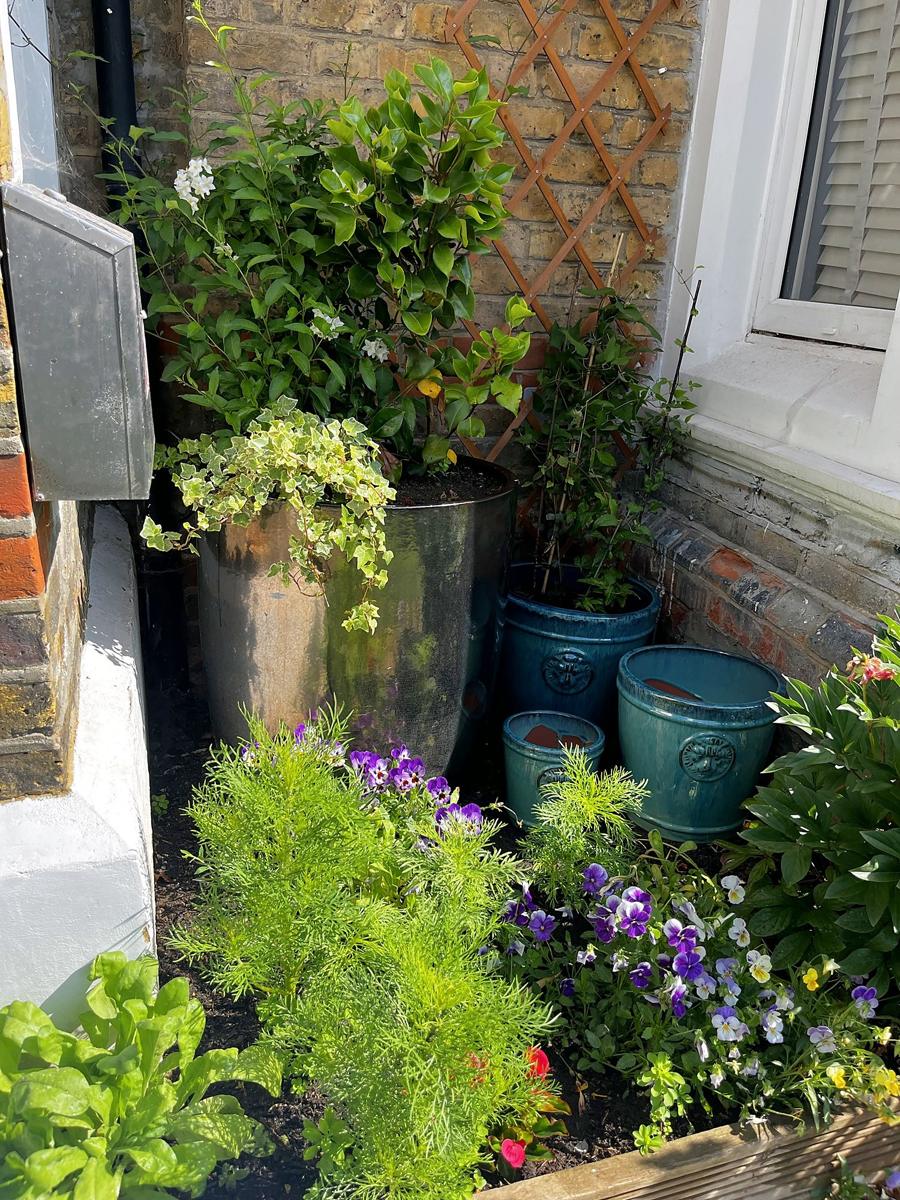 Planted front corner with pots and violas