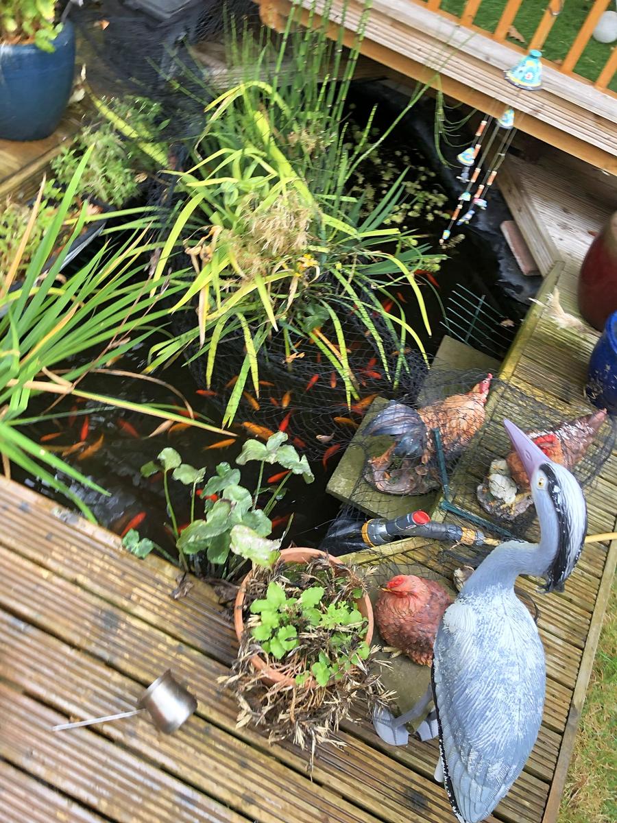 Finished garden fish pond