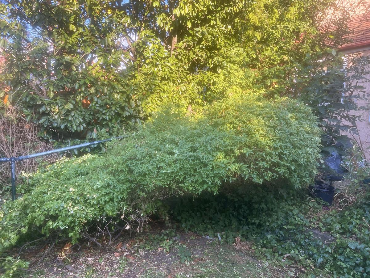 Large shrub growing over railings